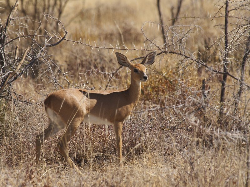 Etosha National Park, Ibex